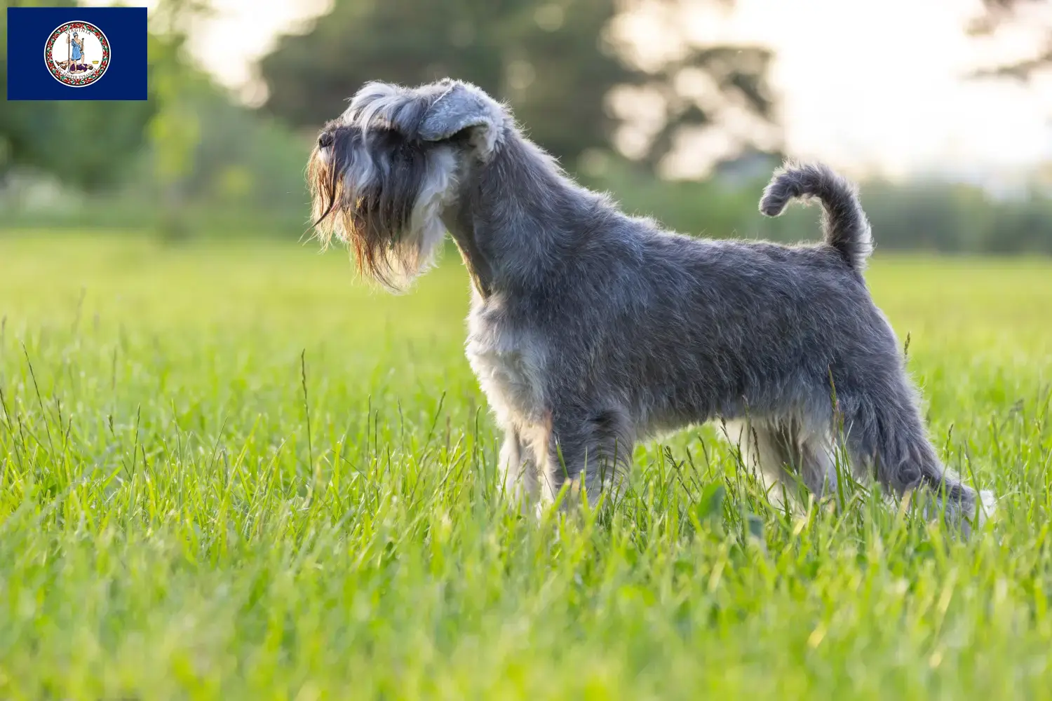 Schnauzer puppies and breeder Virginia Find Schnauzer breeders in Virginia.