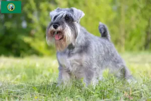 Read more about the article Schnauzer breeders and puppies in Washington