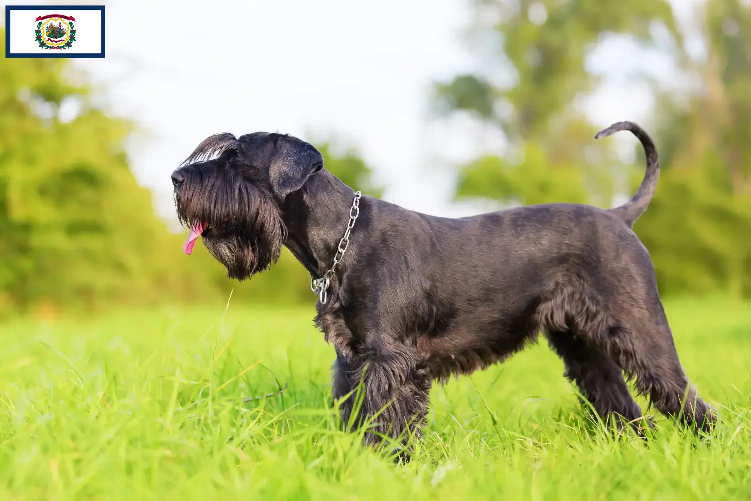 Schnauzer puppies and breeders West Virginia Find Schnauzer breeders in West Virginia.