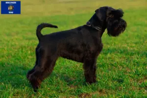 Read more about the article Schnauzer breeders and puppies in Wisconsin