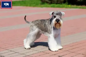 Read more about the article Schnauzer breeders and puppies in Wyoming