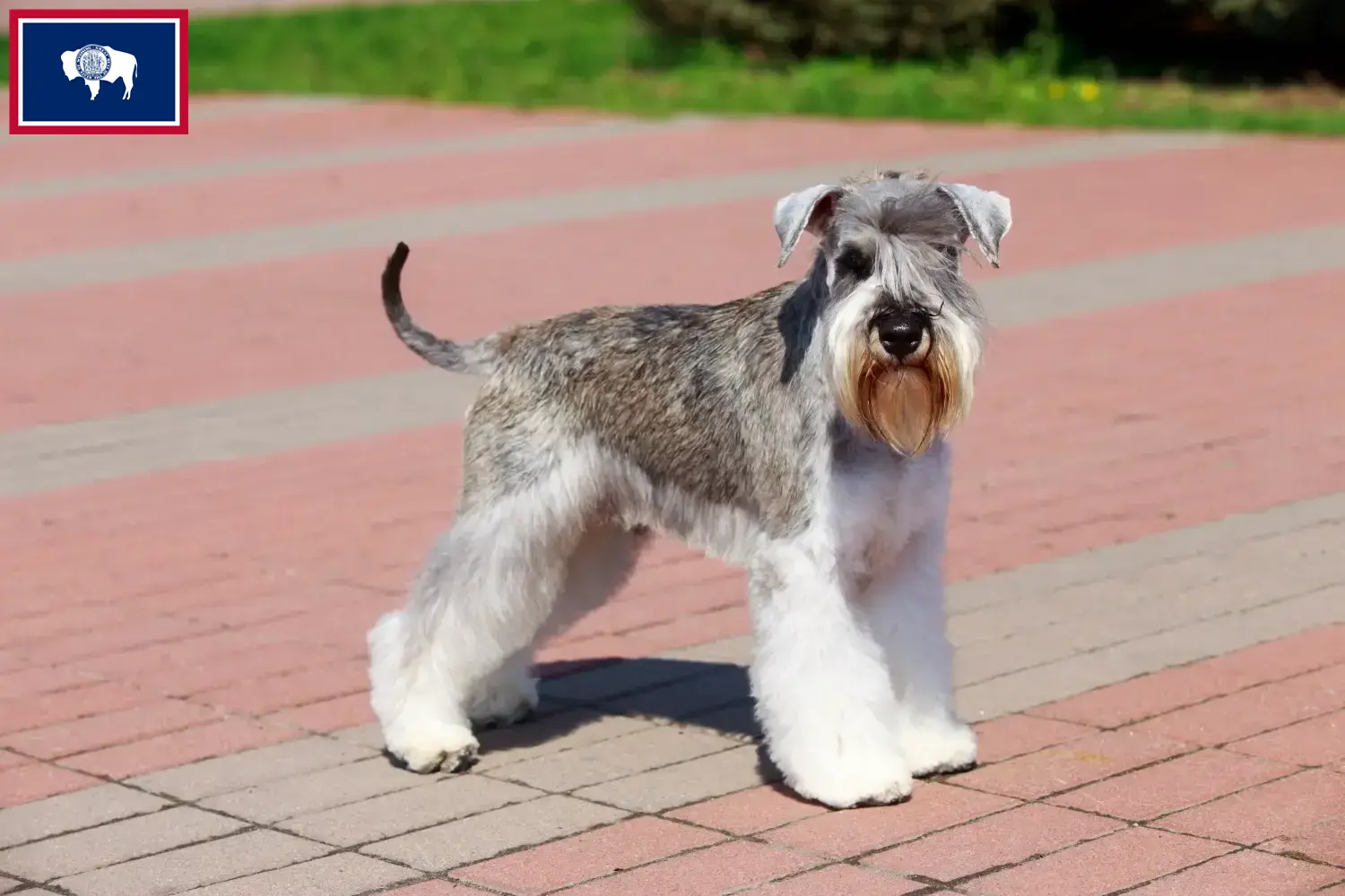 Schnauzer puppies and breeders Wyoming Here you can find Schnauzer breeders in Wyoming.