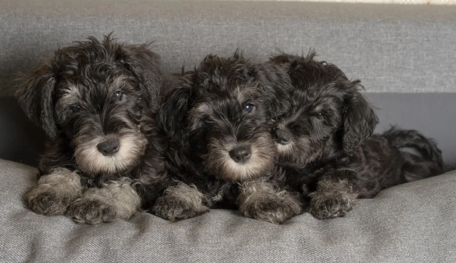 Buying a Schnauzer puppy means taking responsibility! Buy Schnauzer puppies.