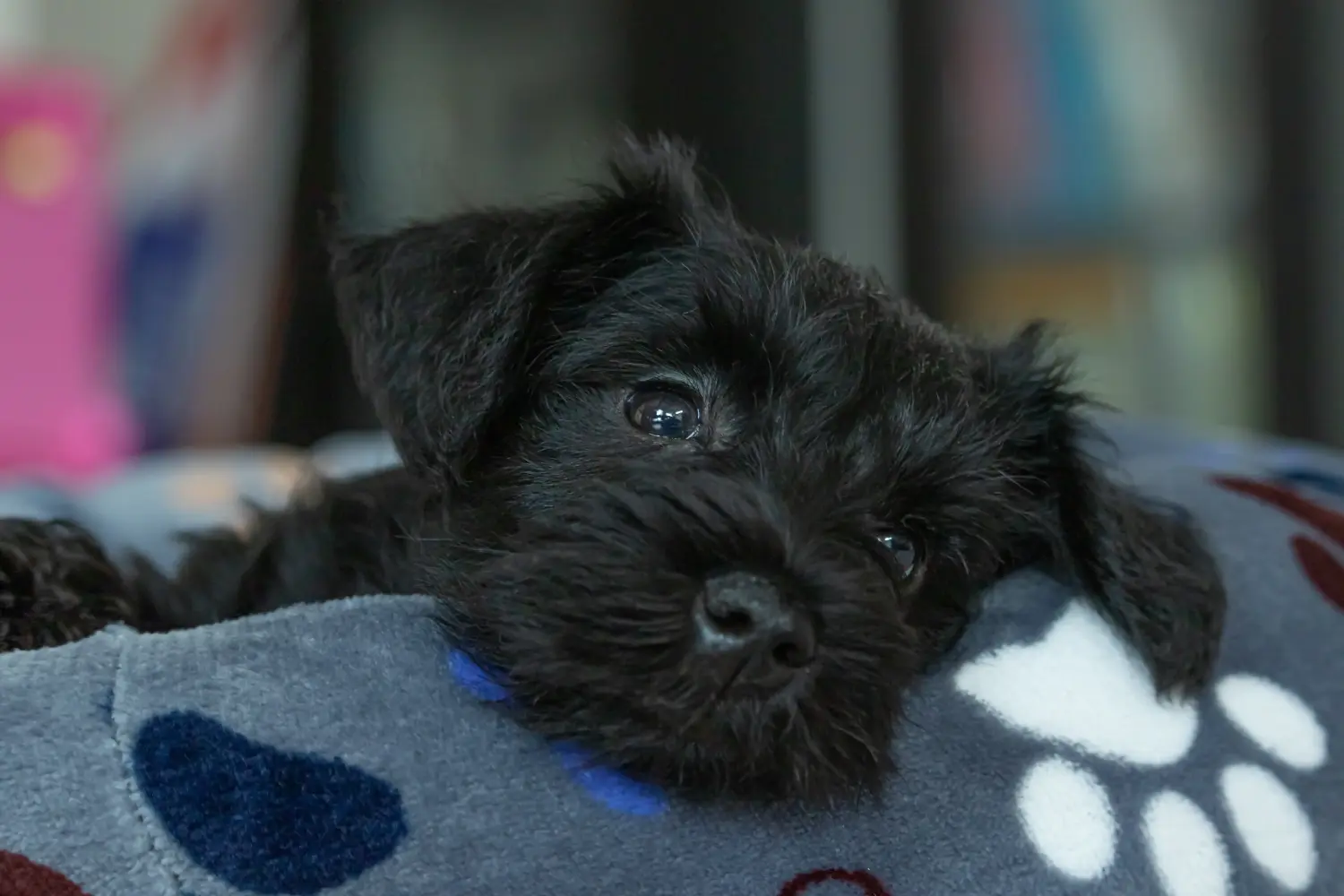 Buying a Schnauzer puppy means taking responsibility! Buy Schnauzer puppies.