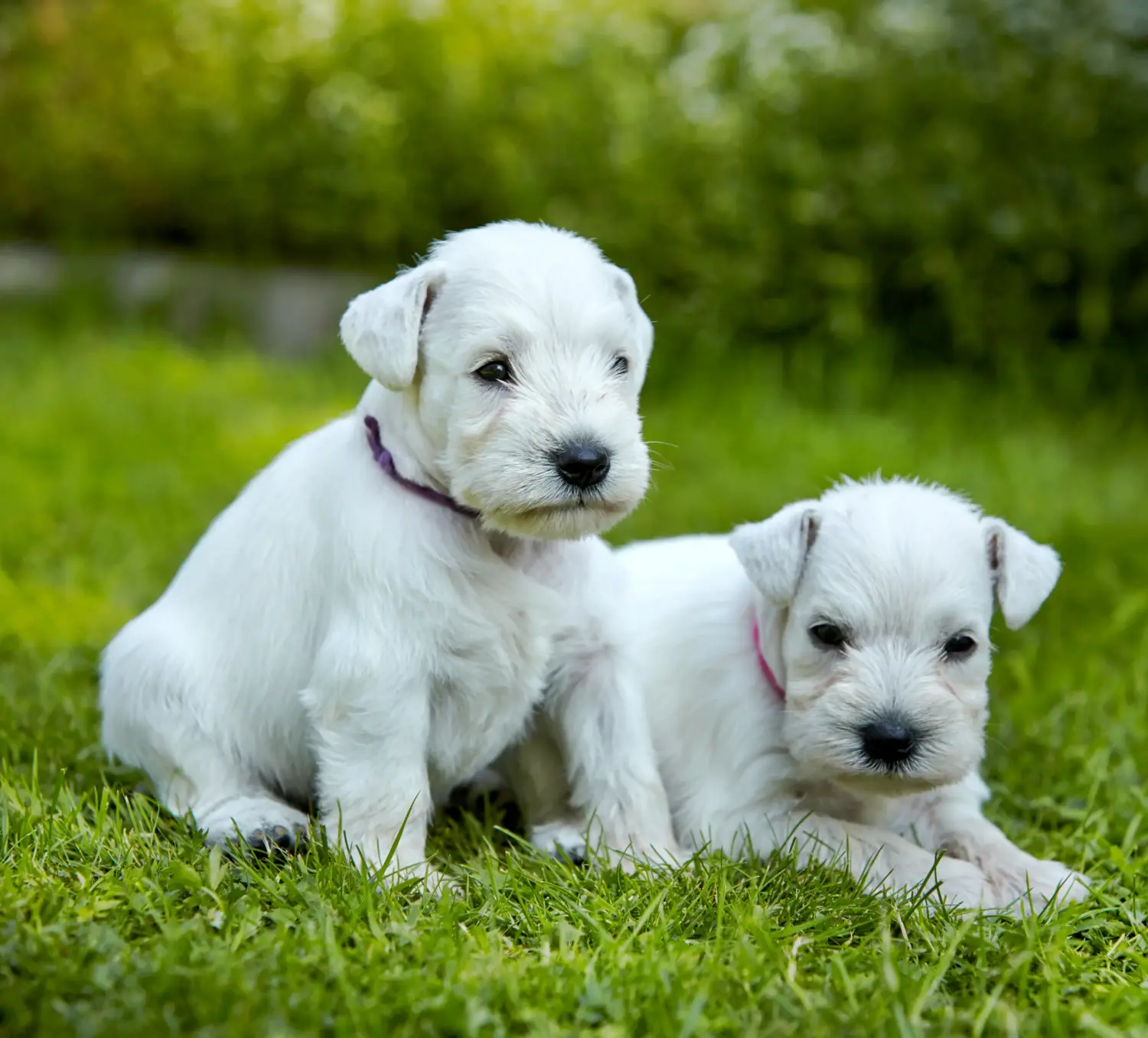 Buying a Schnauzer puppy means taking responsibility! Buy Schnauzer puppies.