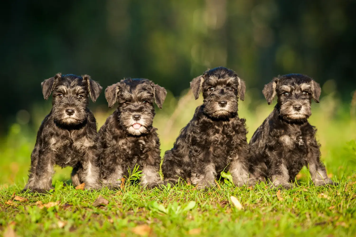 Buying a Schnauzer puppy means taking responsibility! Buy Schnauzer puppies.