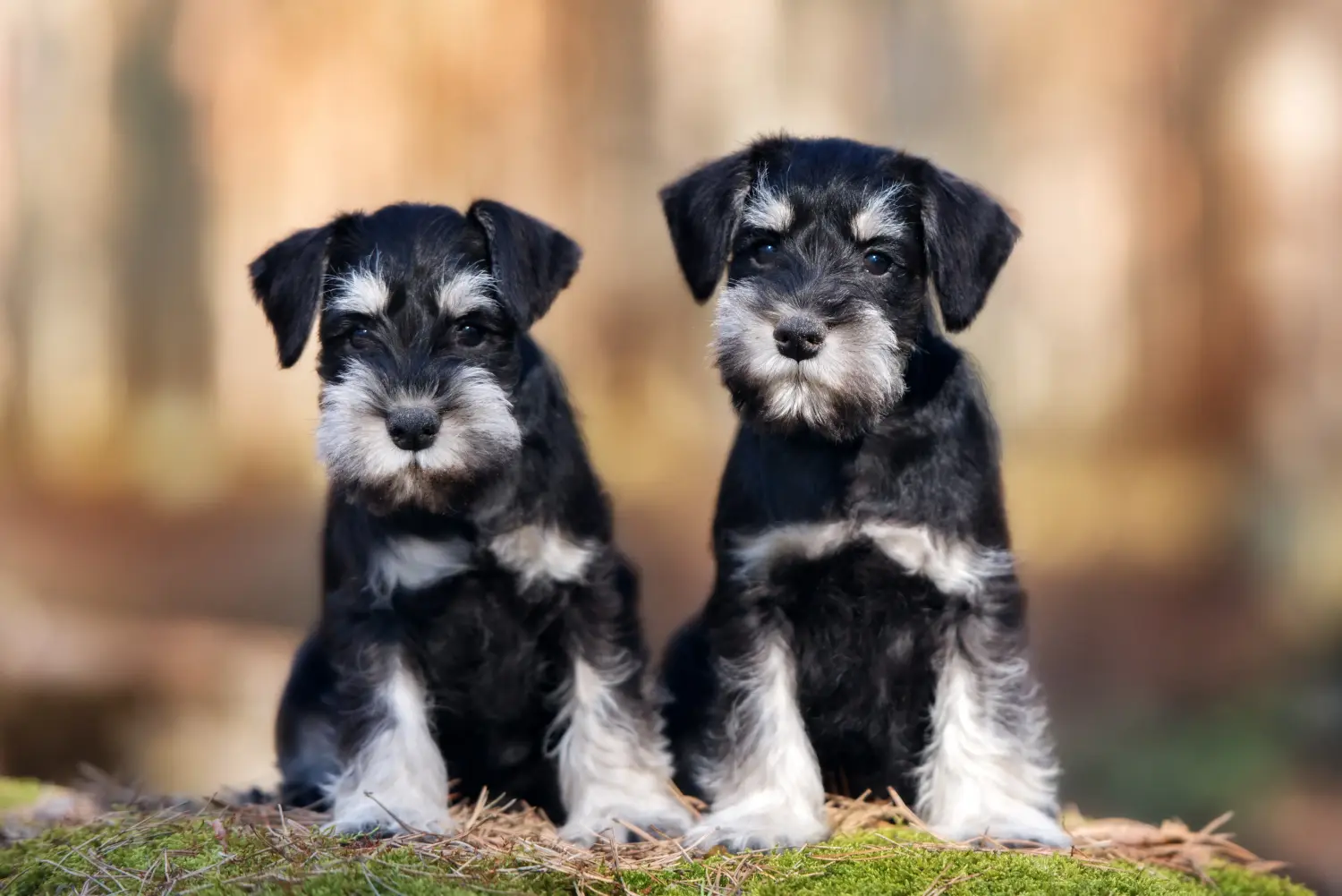 Buying a Schnauzer puppy means taking responsibility! Buy Schnauzer puppies.