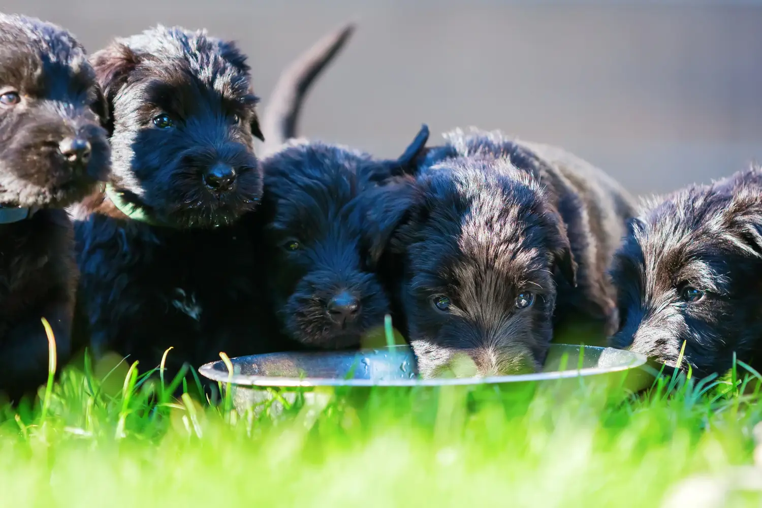 Buying a Schnauzer puppy means taking responsibility! Buy Schnauzer puppies.