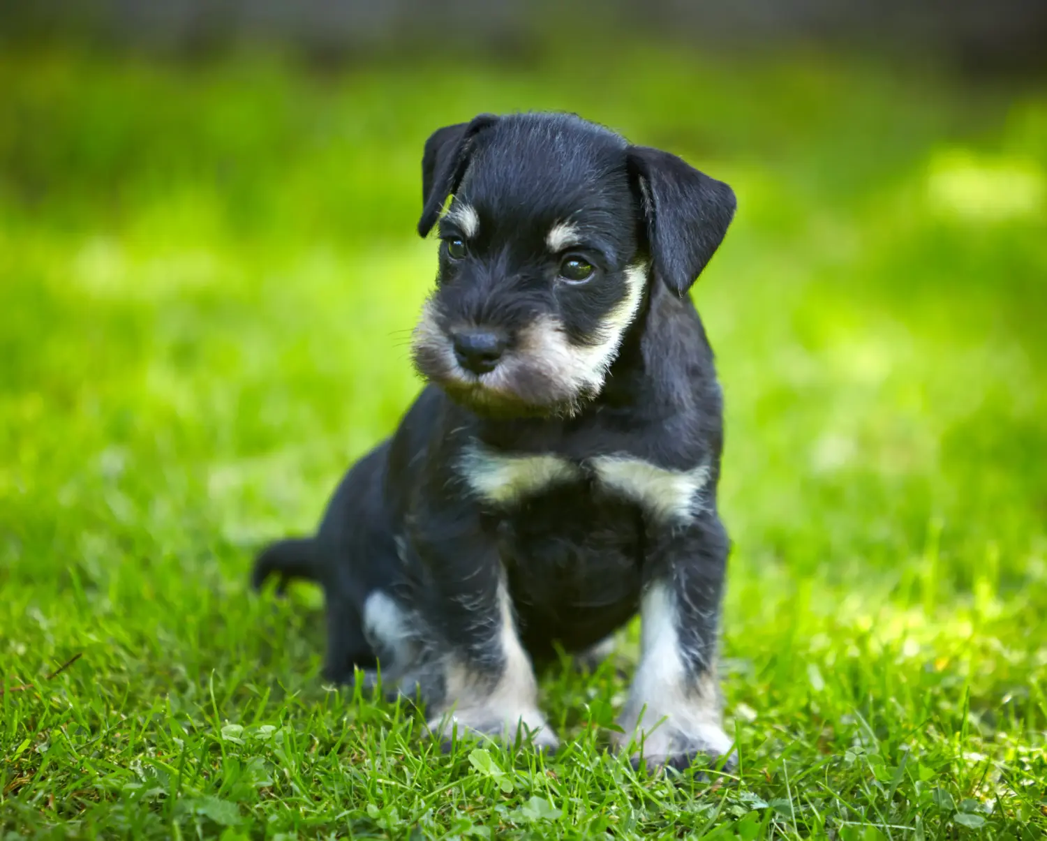Buying a Schnauzer puppy means taking responsibility! Buy Schnauzer puppies.