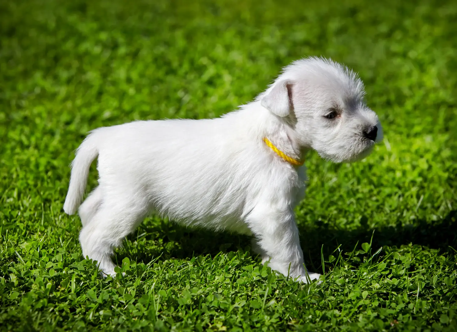 Buying a Schnauzer puppy means taking responsibility! Buy Schnauzer puppies.