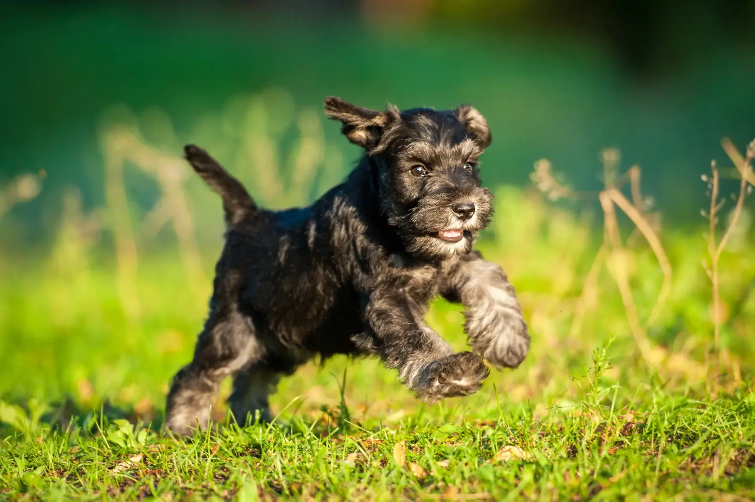 Buying a Schnauzer puppy means taking responsibility! Buy Schnauzer puppies.