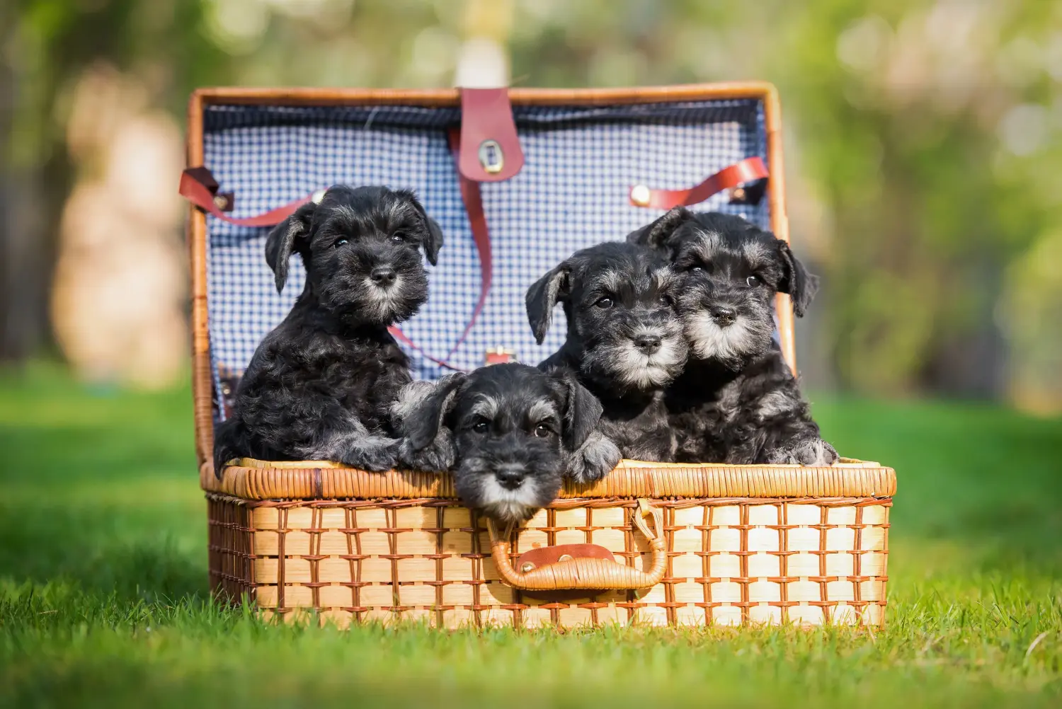 Buying a Schnauzer puppy means taking responsibility! Buy Schnauzer puppies.