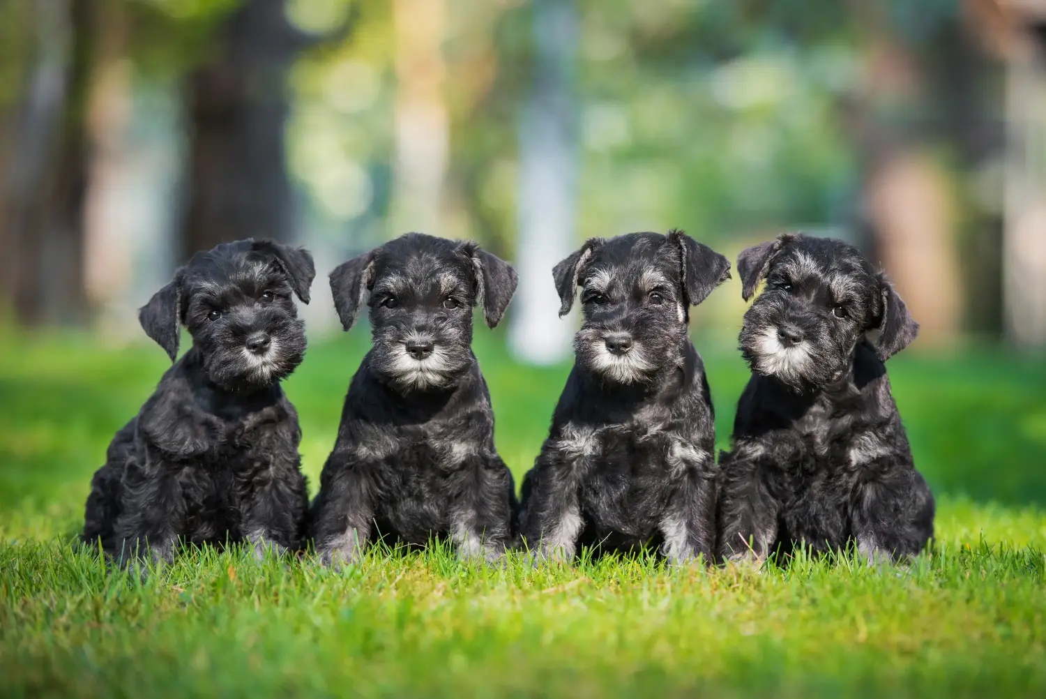 Buying a Schnauzer puppy means taking responsibility! Buy Schnauzer puppies.
