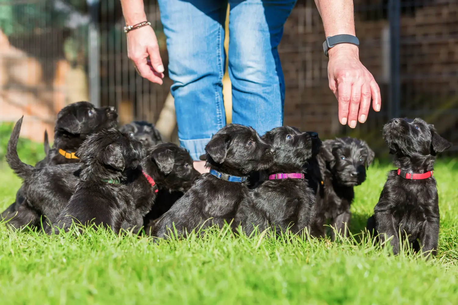 Buying a Schnauzer puppy means taking responsibility! Buy Schnauzer puppies.