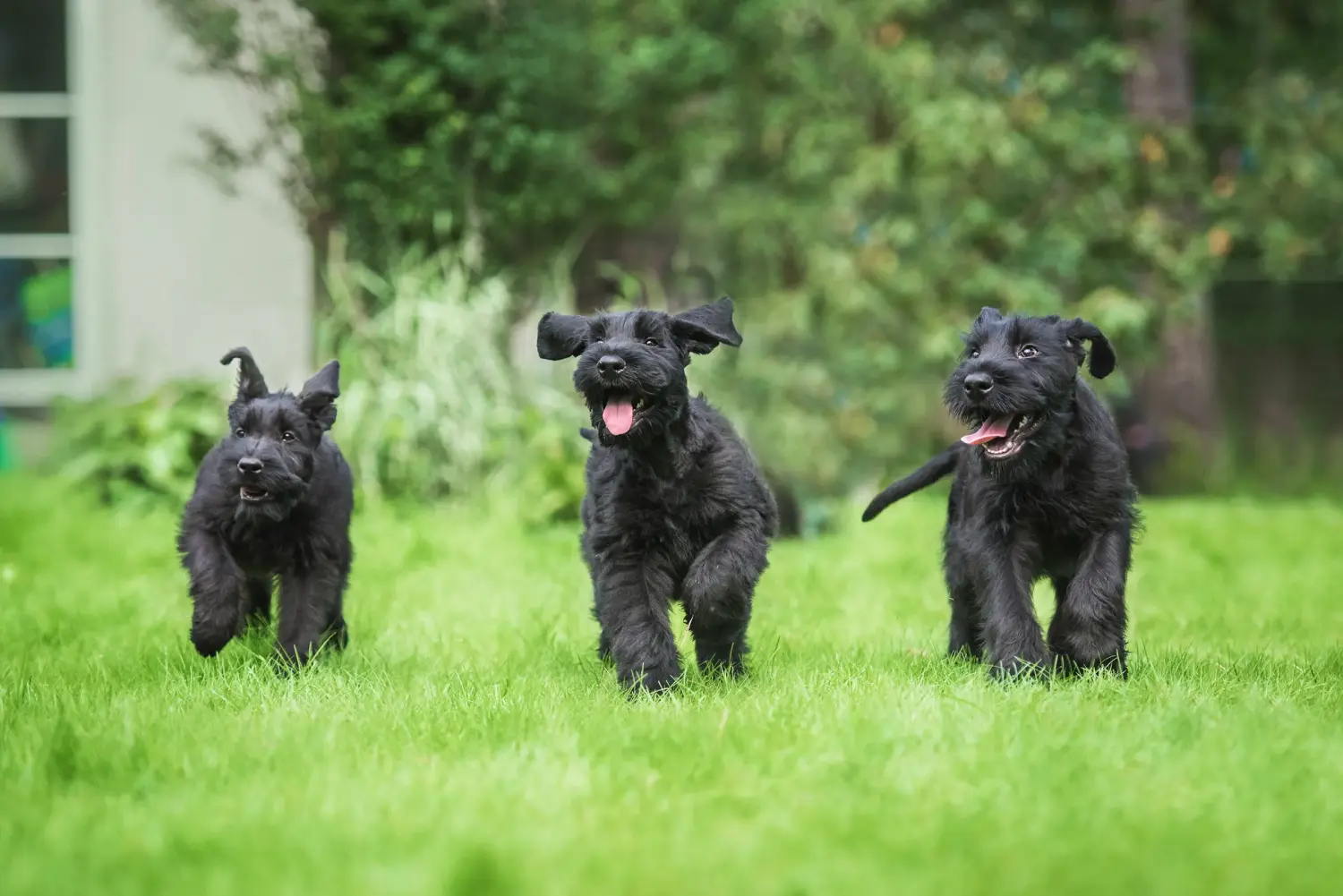 Buying a Schnauzer puppy means taking responsibility! Buy Schnauzer puppies.