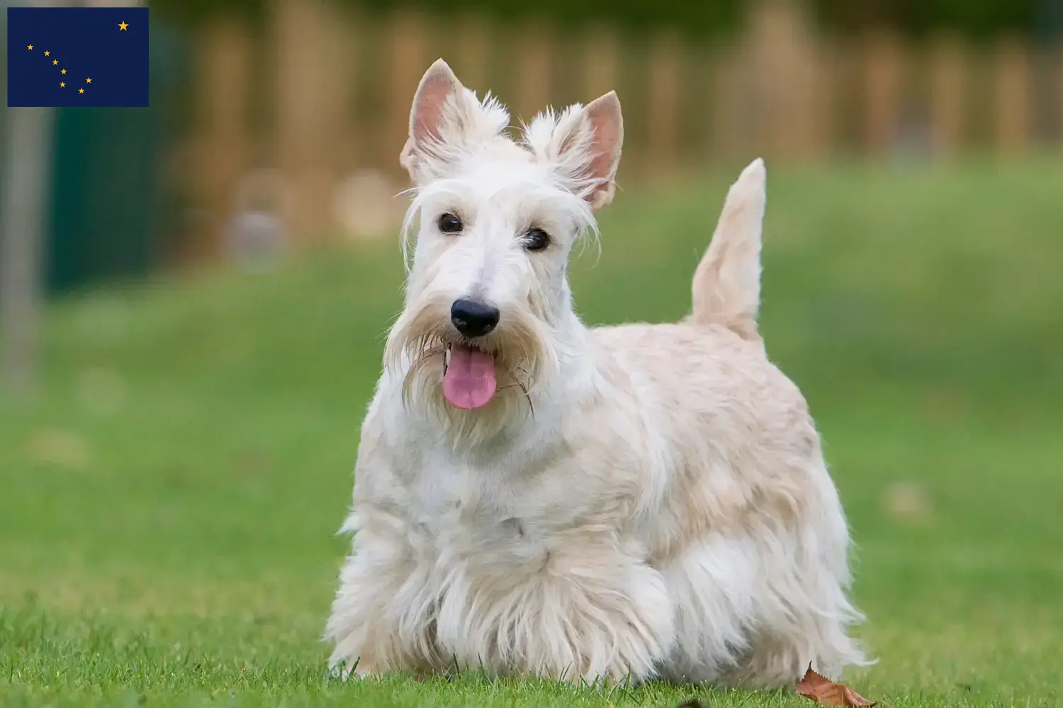 Read more about the article Scottish Terrier breeders and puppies in Alaska