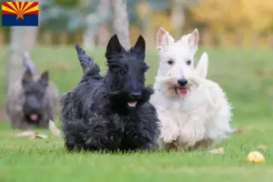 Read more about the article Scottish Terrier breeders and puppies in Arizona