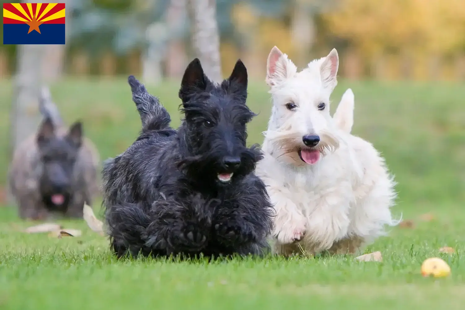 Read more about the article Scottish Terrier breeders and puppies in Arizona