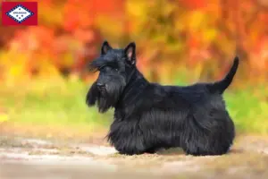 Read more about the article Scottish Terrier breeders and puppies in Arkansas