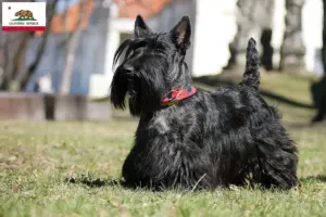 Read more about the article Scottish Terrier breeders and puppies in California
