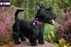 Read more about the article Scottish Terrier breeders and puppies in Colorado