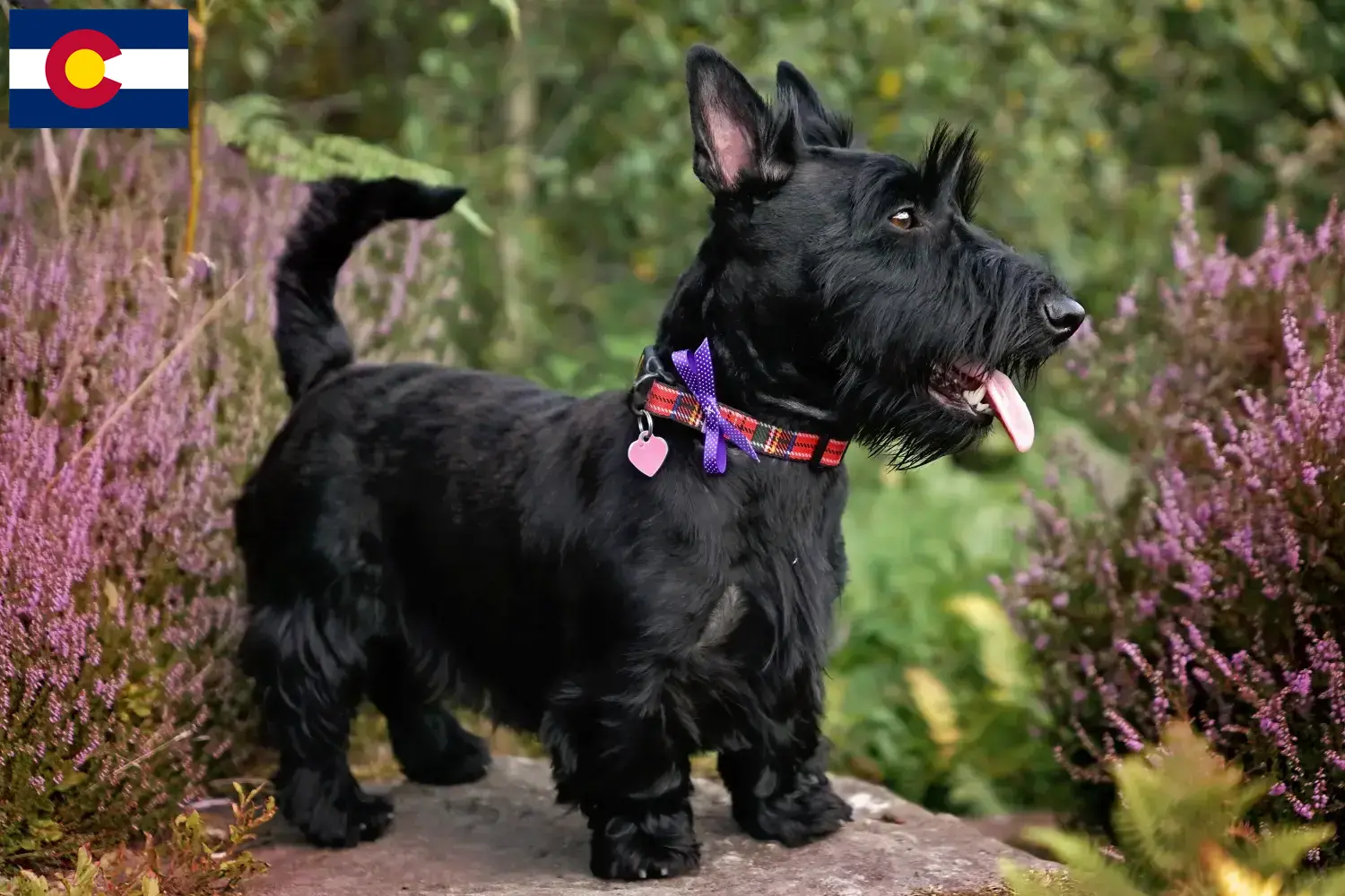 Read more about the article Scottish Terrier breeders and puppies in Colorado
