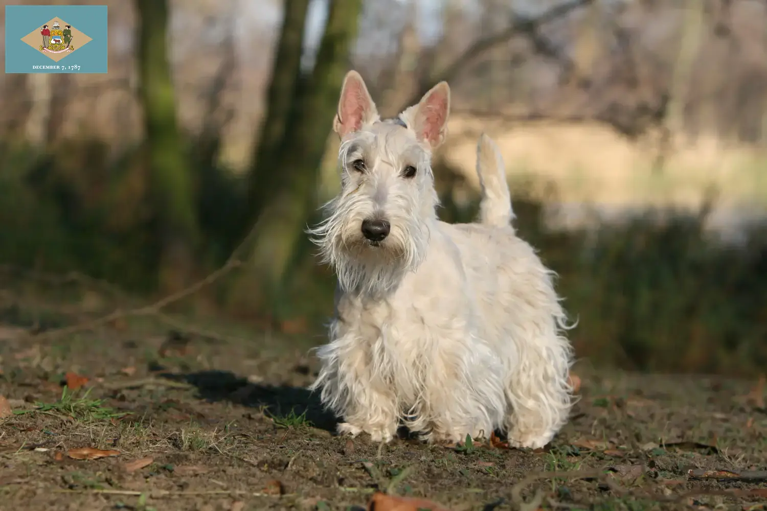 Read more about the article Scottish Terrier breeders and puppies in Delaware