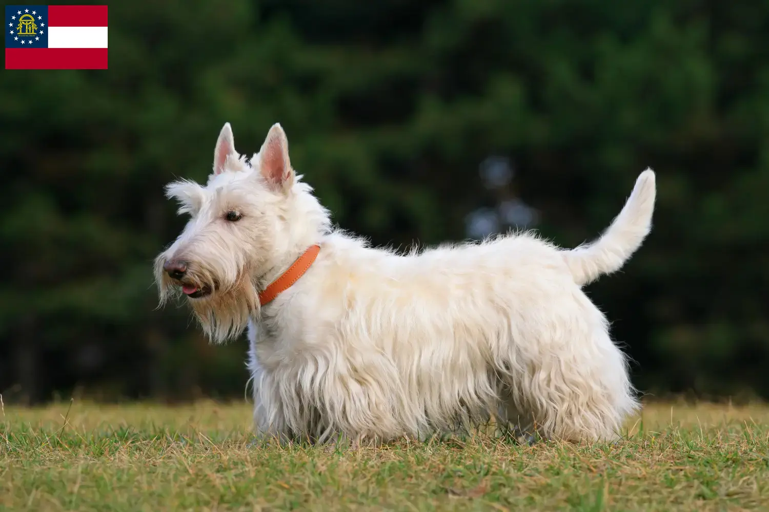 Read more about the article Scottish Terrier breeders and puppies in Georgia