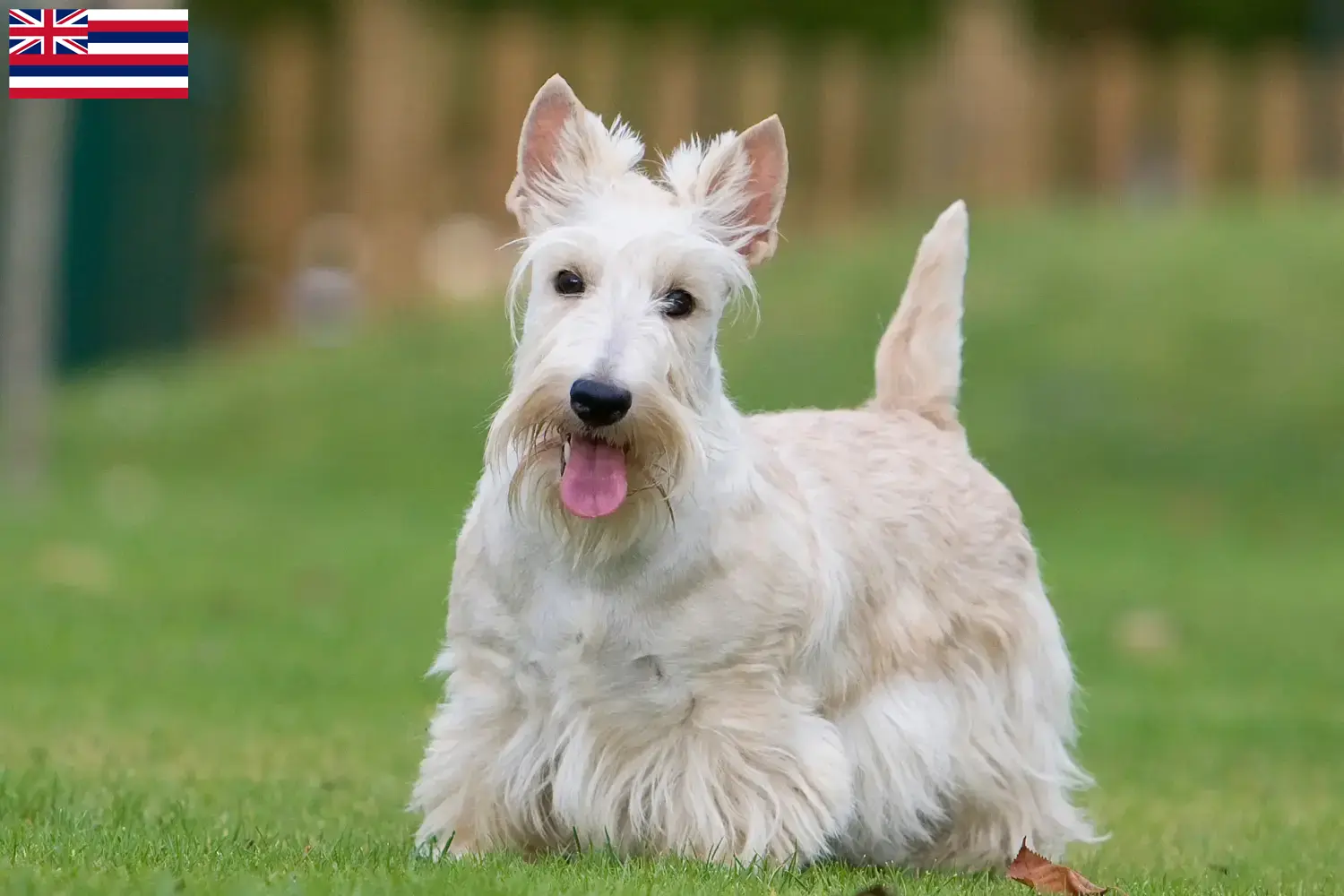 Read more about the article Scottish Terrier breeders and puppies in Hawaii