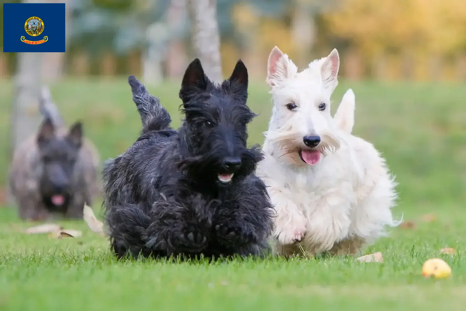 Read more about the article Scottish Terrier breeders and puppies in Idaho