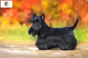Read more about the article Scottish Terrier breeders and puppies in Illinois