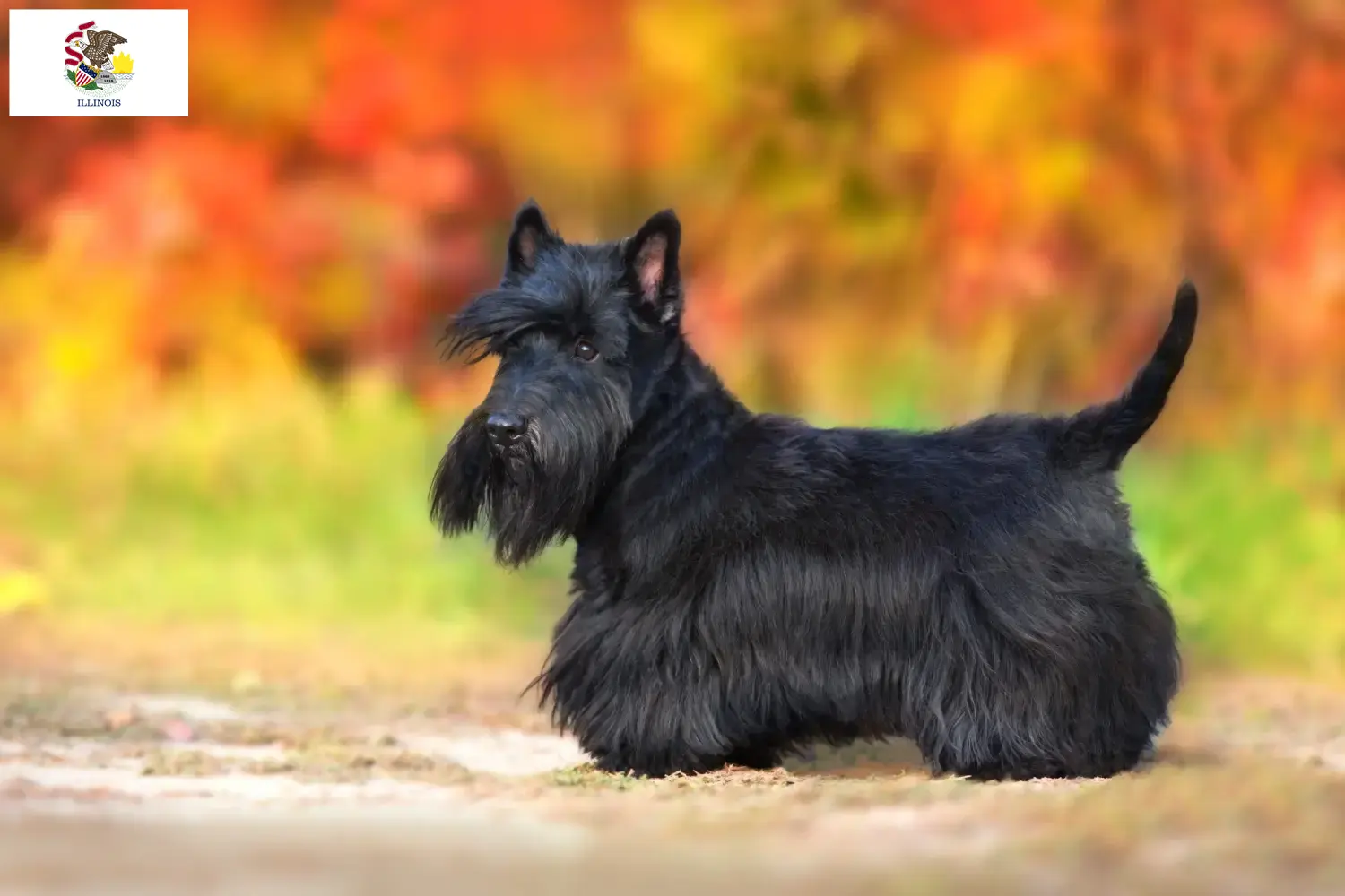Read more about the article Scottish Terrier breeders and puppies in Illinois