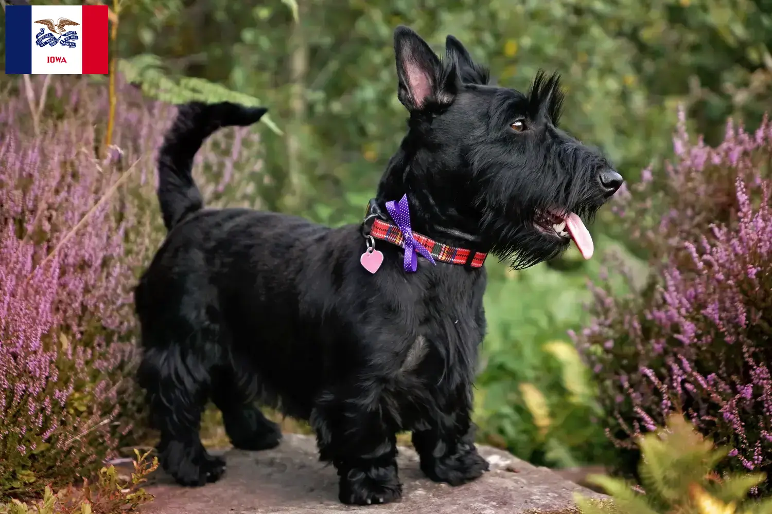 Read more about the article Scottish Terrier breeders and puppies in Iowa