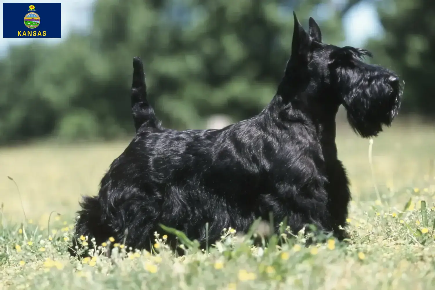 Read more about the article Scottish Terrier breeders and puppies in Kansas