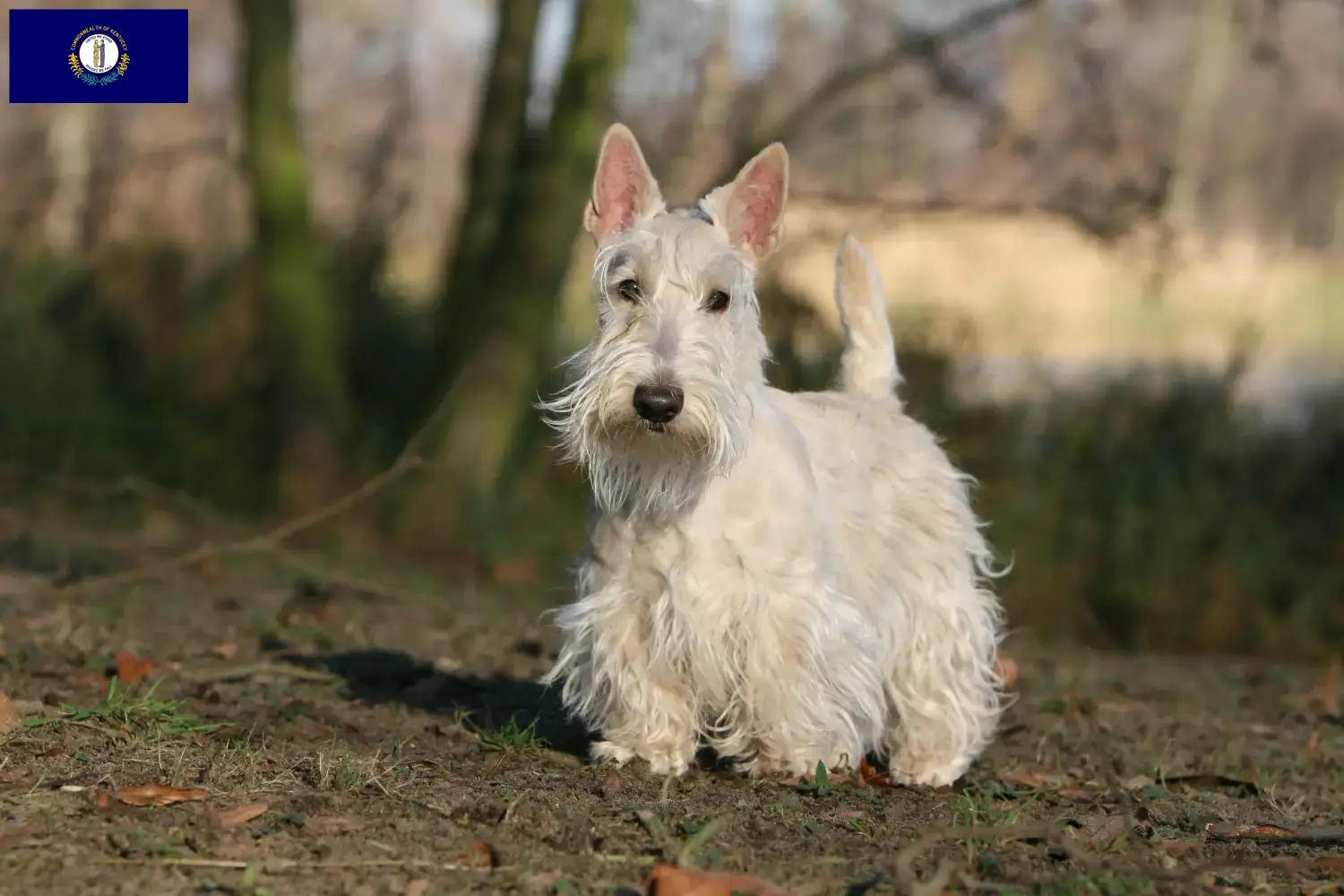 Read more about the article Scottish Terrier breeders and puppies in Kentucky