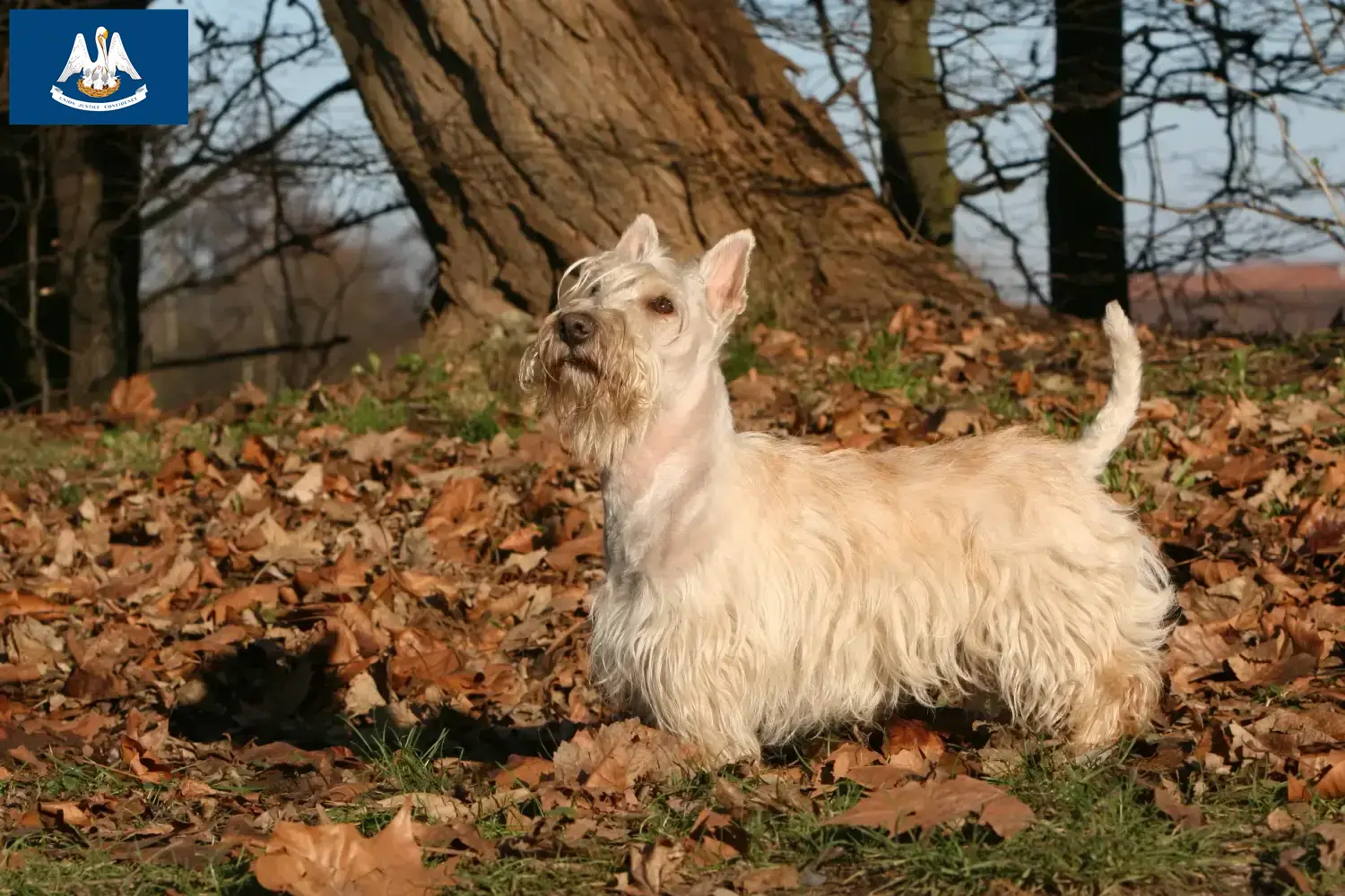 Read more about the article Scottish Terrier breeders and puppies in Louisiana
