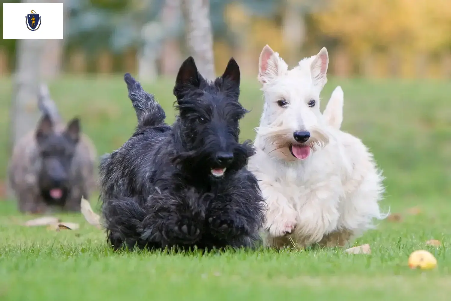 Read more about the article Scottish Terrier breeders and puppies in Massachusetts