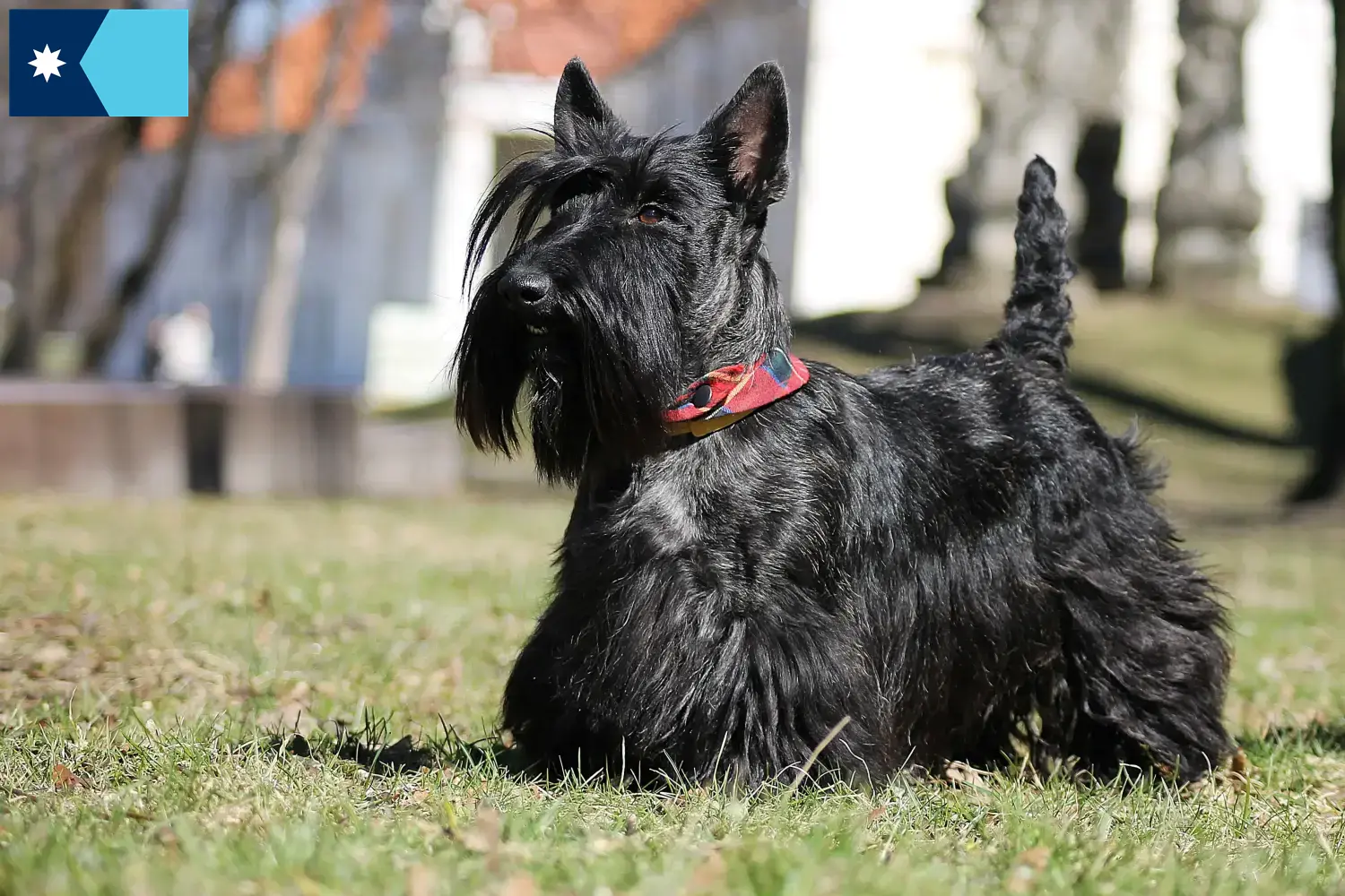 Read more about the article Scottish Terrier breeders and puppies in Minnesota