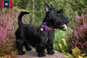 Read more about the article Scottish Terrier breeders and puppies in Mississippi