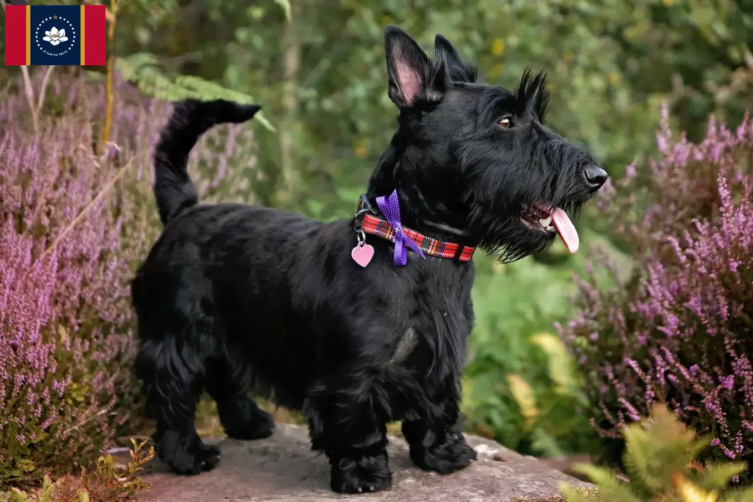 Read more about the article Scottish Terrier breeders and puppies in Mississippi