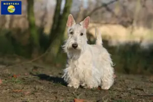 Read more about the article Scottish Terrier breeders and puppies in Montana