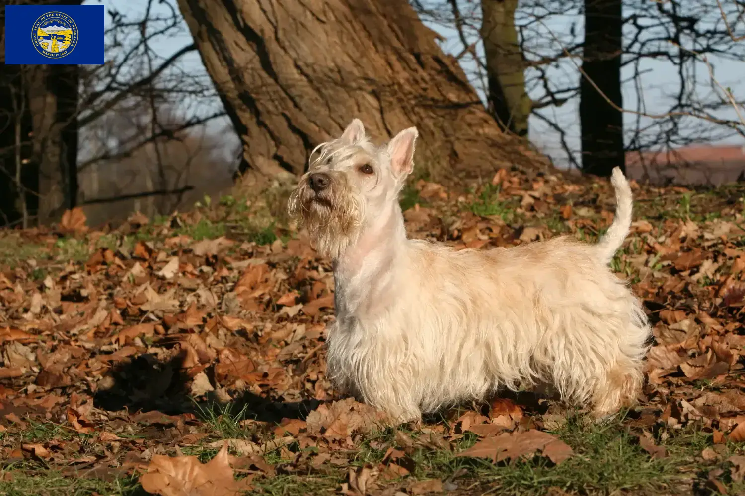 Read more about the article Scottish Terrier breeders and puppies in Nebraska