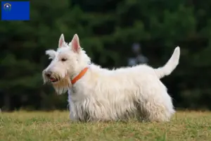 Read more about the article Scottish Terrier breeders and puppies in Nevada