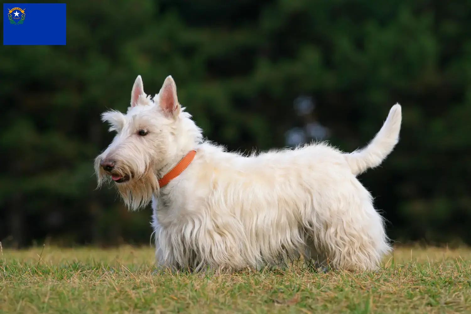 Read more about the article Scottish Terrier breeders and puppies in Nevada
