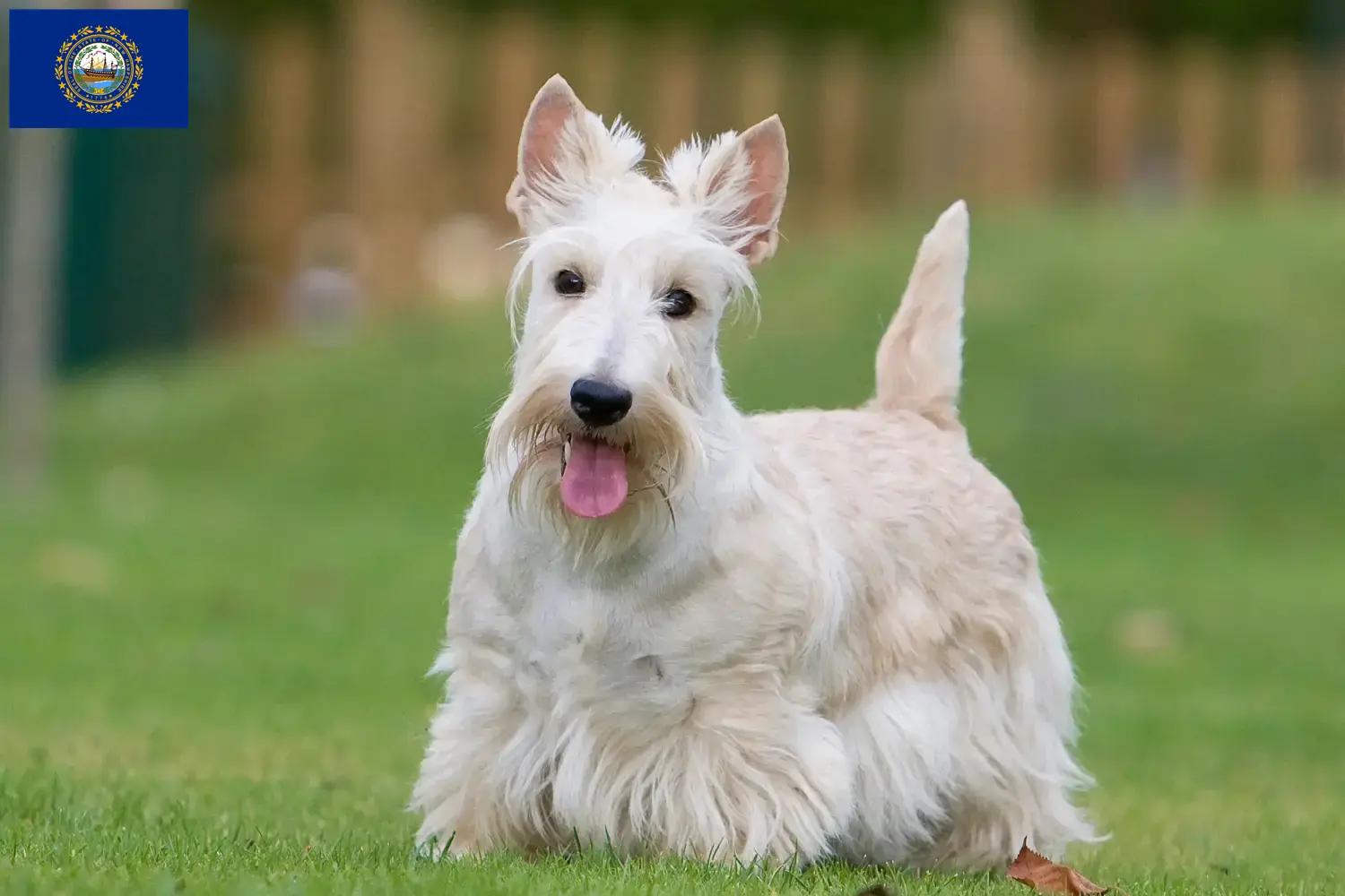 Read more about the article Scottish Terrier breeders and puppies in New Hampshire