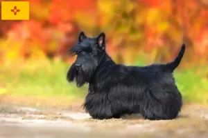 Read more about the article Scottish Terrier breeders and puppies in New Mexico