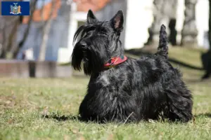 Read more about the article Scottish Terrier breeders and puppies in New York