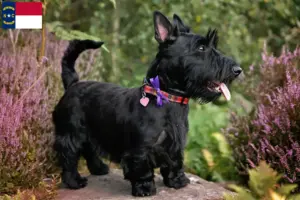 Read more about the article Scottish Terrier breeders and puppies in North Carolina