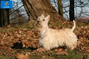 Read more about the article Scottish Terrier breeders and puppies in Oklahoma
