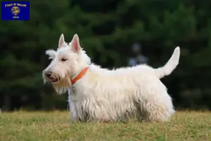 Read more about the article Scottish Terrier breeders and puppies in Oregon